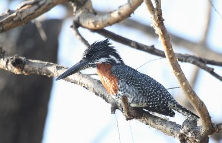 Giant Kingfisher.JPG